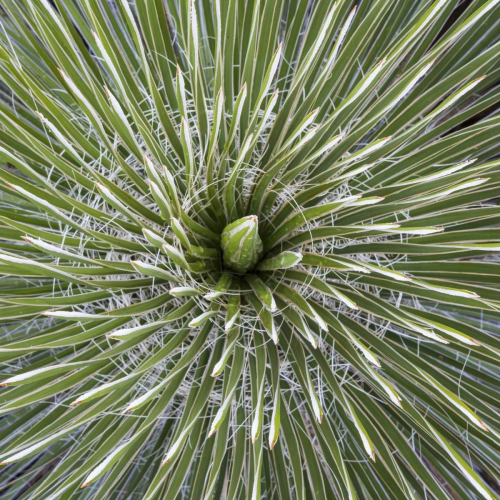 Texas, Guadalupe Mountains Soap tree yucca plant